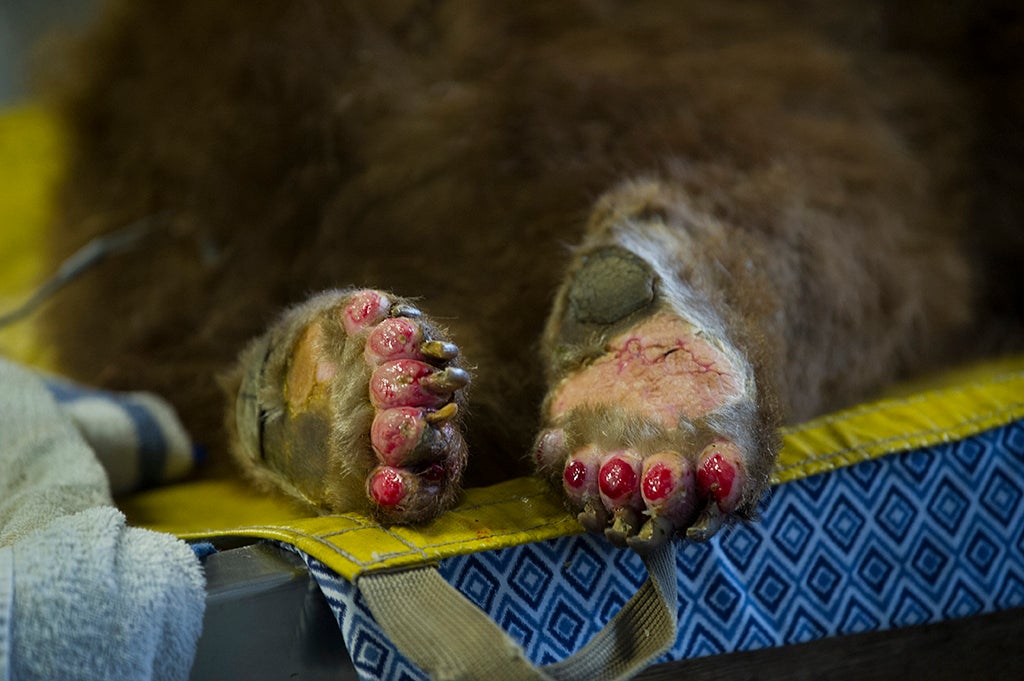 bear with burned feet