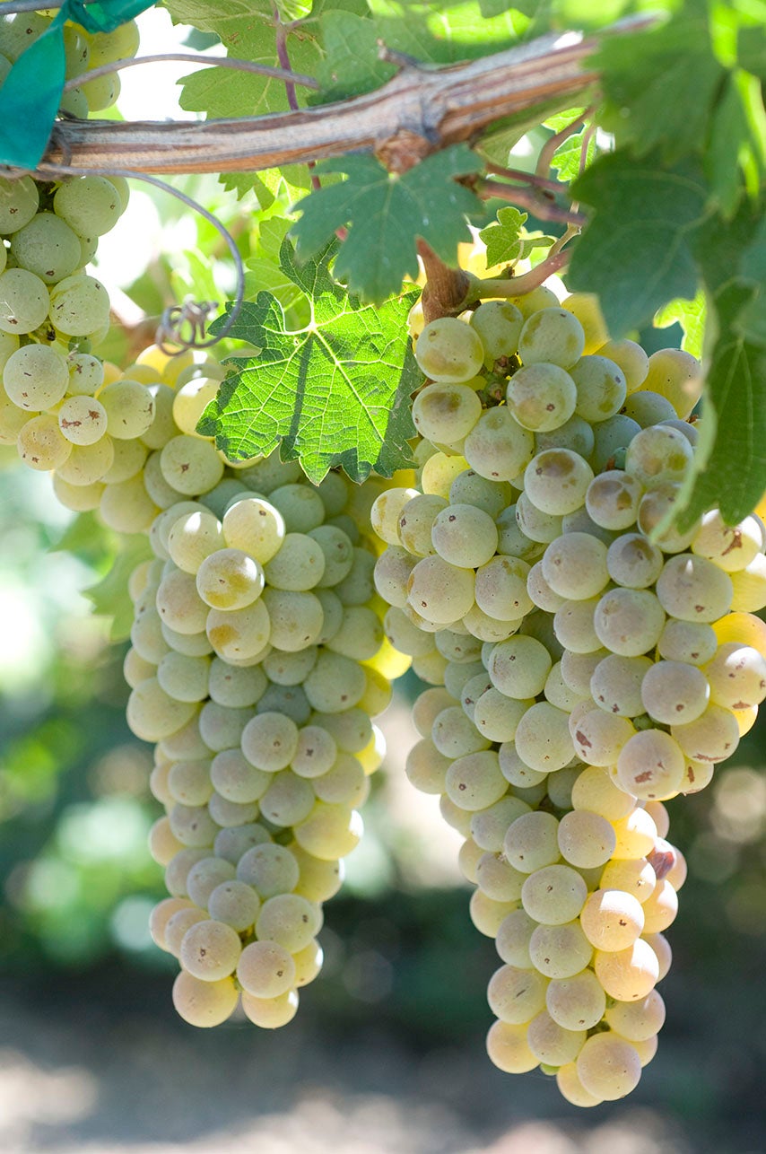 white grape