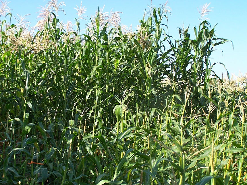 Photo of growing corn