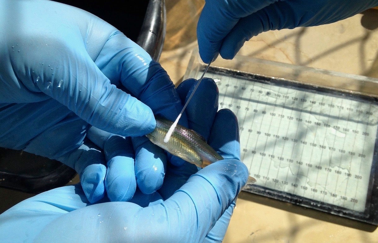 Delta smelt being swabbed for genetic identification test using CRISPR tool