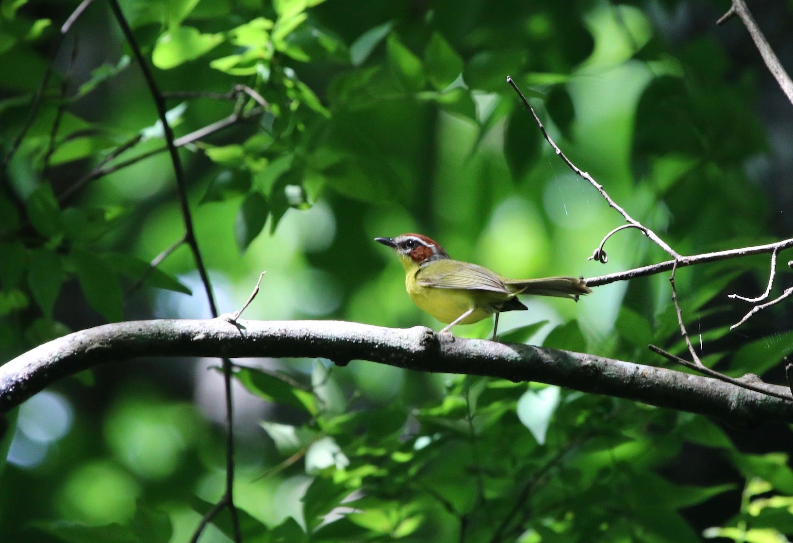 Bird on a tree branch in Costa Rica