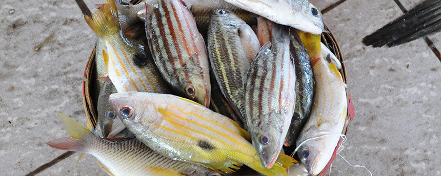 A number of striped fish in a basket