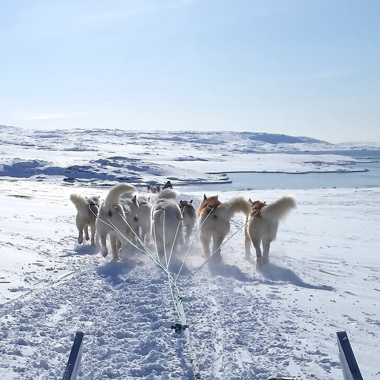 Dogs pulling sled.