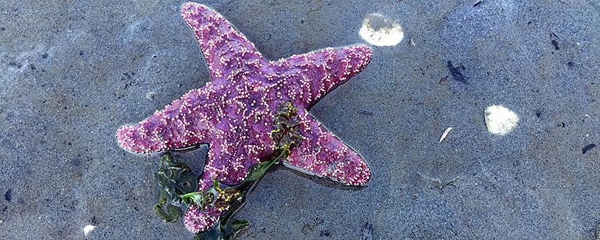 Purple sea star on the beach