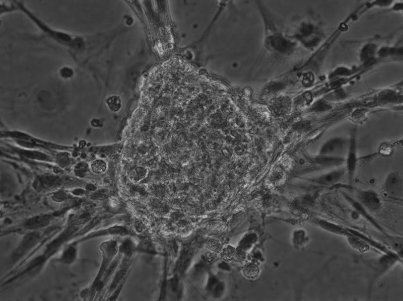 cow embryonic stem cells